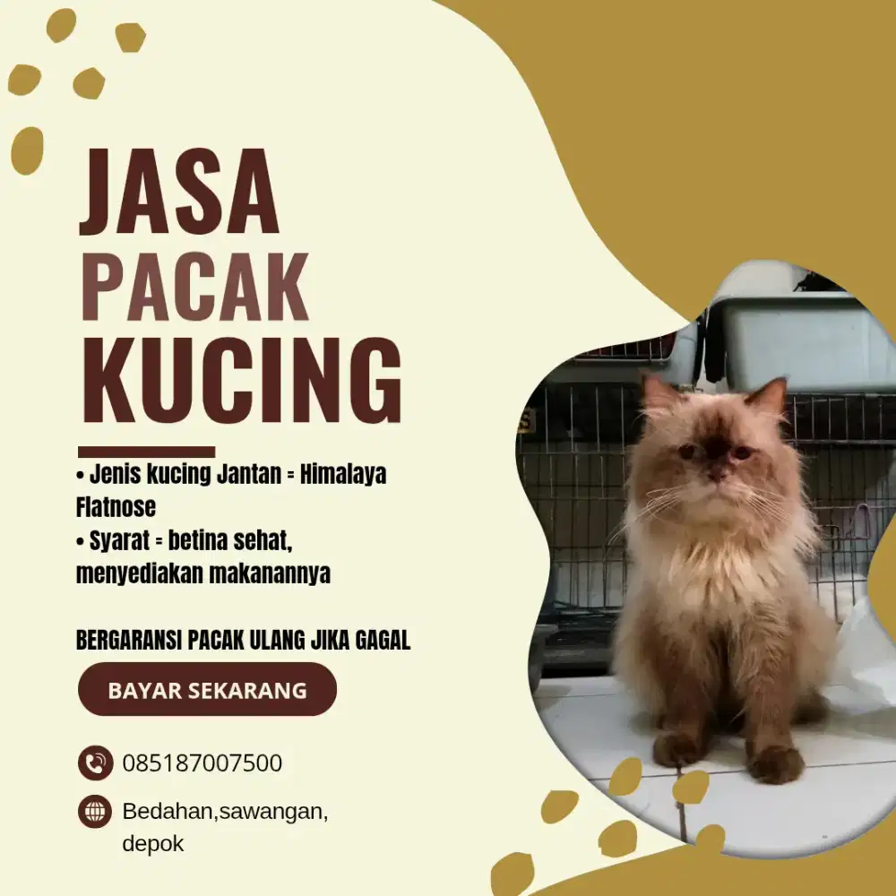 pacak kucing jantan himalaya