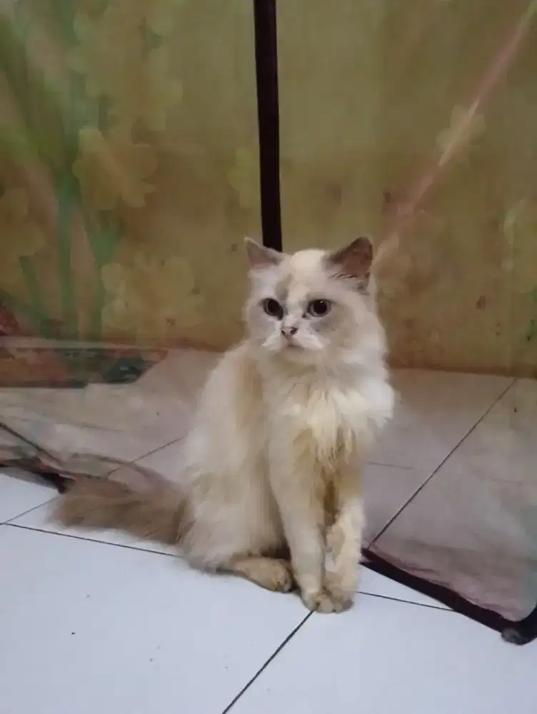 kucing betina persia