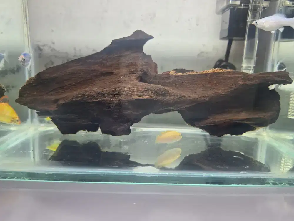 Kayu aquascape tenggelam