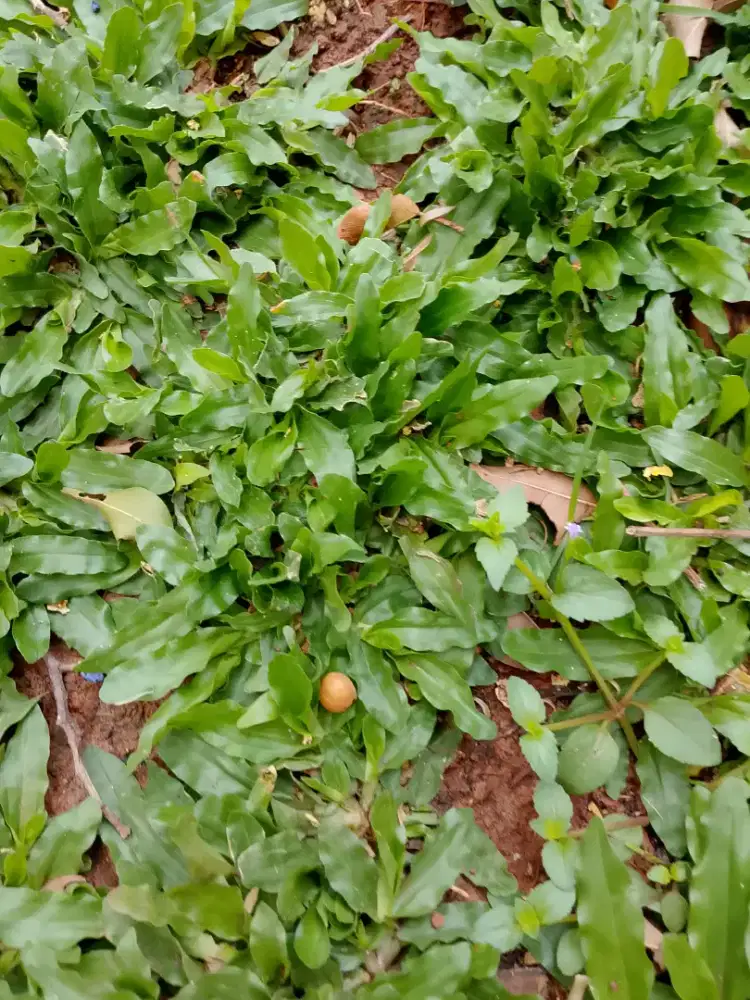 Jual rumput gajah mini