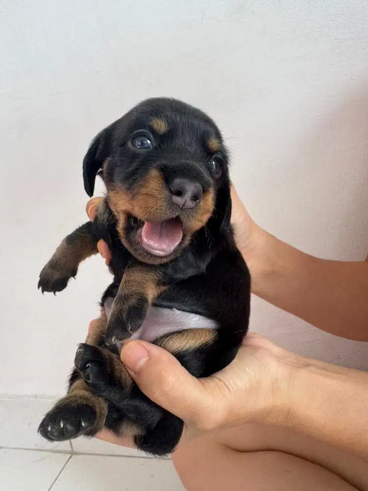 Open Adopt mini tekel