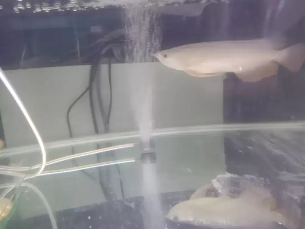 Arwana Golden Red HB genetik bagus  Size -+17 cm