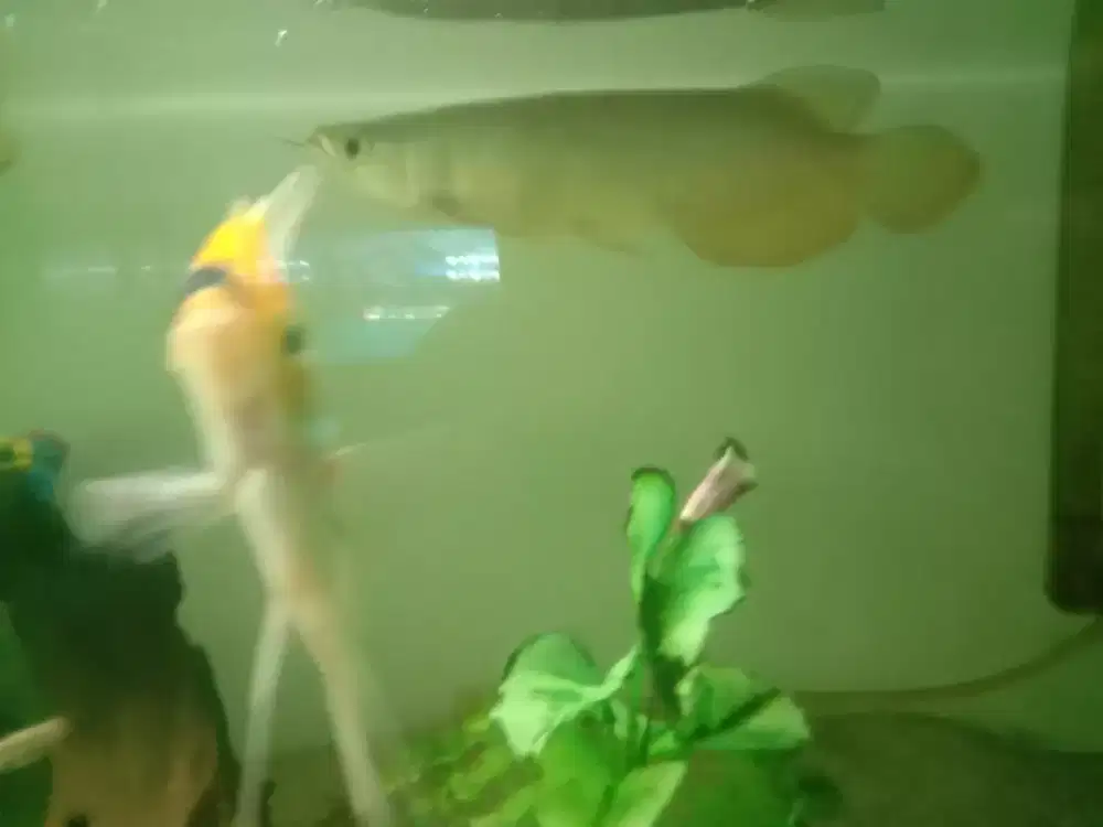 Arwana Golden cakep size  -+24cm