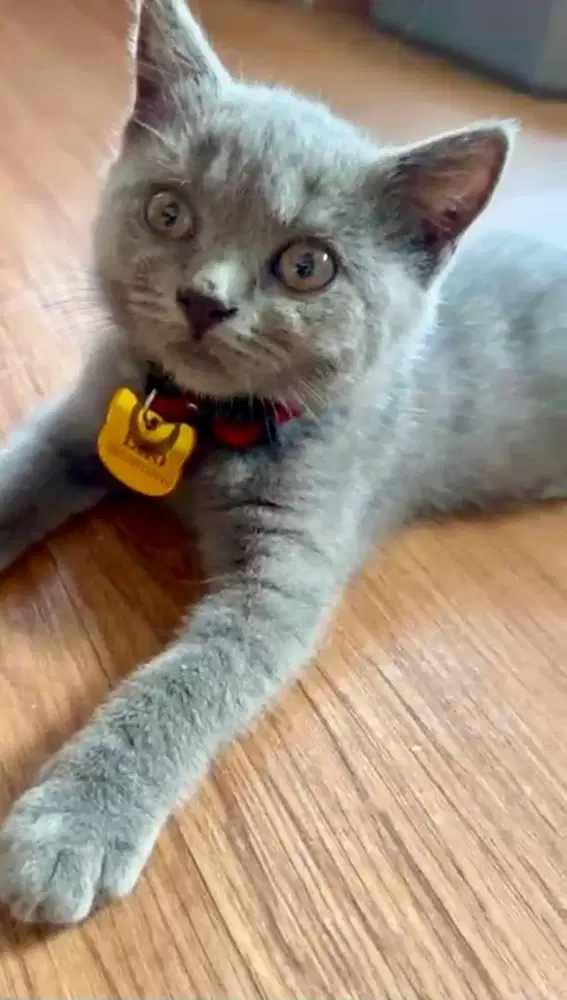 Kucing British short hair Blue Solid