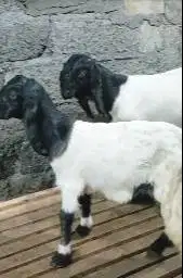 sepasang anakan bibit kambing etawa super 1 jantan 1 betina 4 bulanan