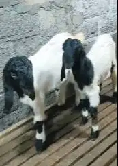 sepasang anakan cempe kambing etawa super 4 bln 1 jantan 1 betina puas