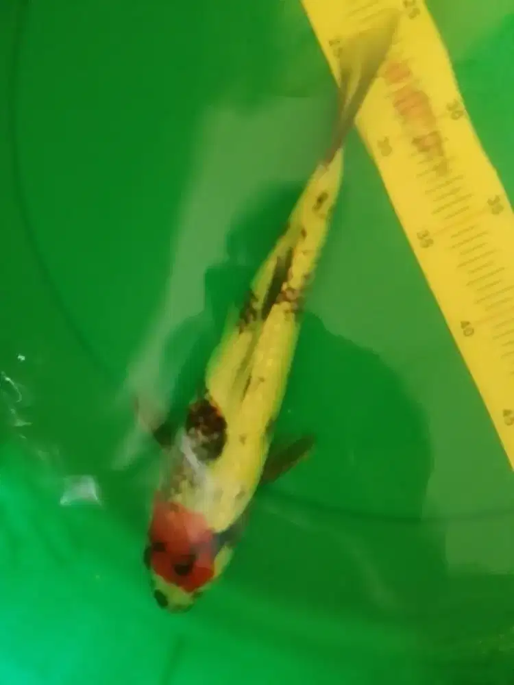 Ikan koi jenis Tancho showa Ginrin 29cm
