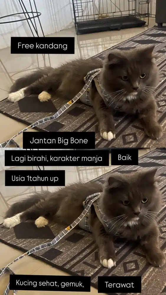 Jantan abu solid birahi