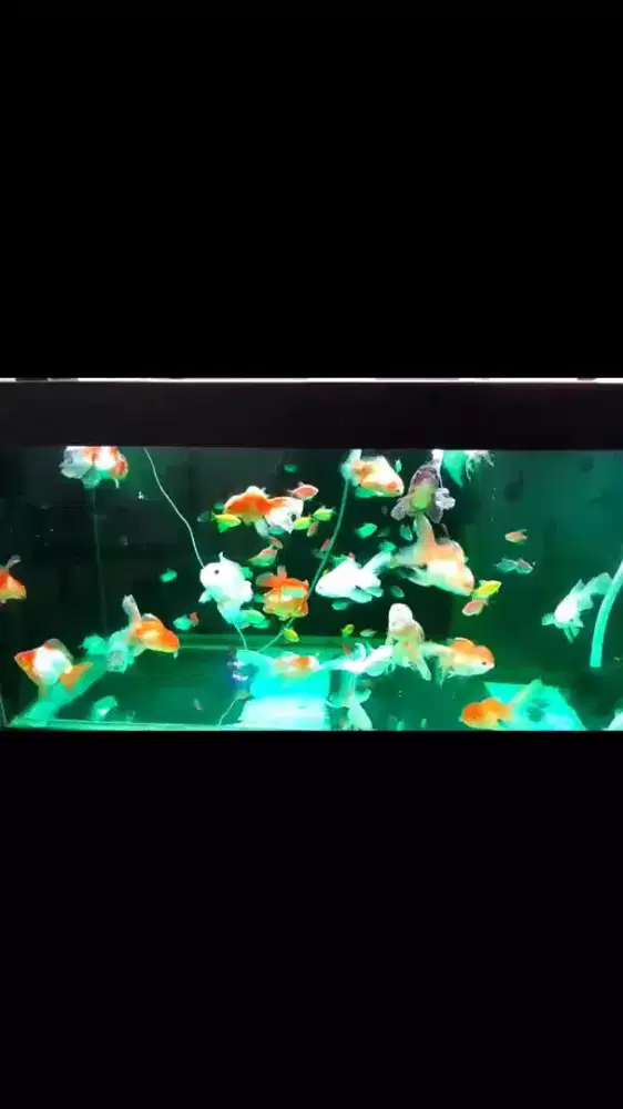 Aquarium kompit meja filter dan ikannya