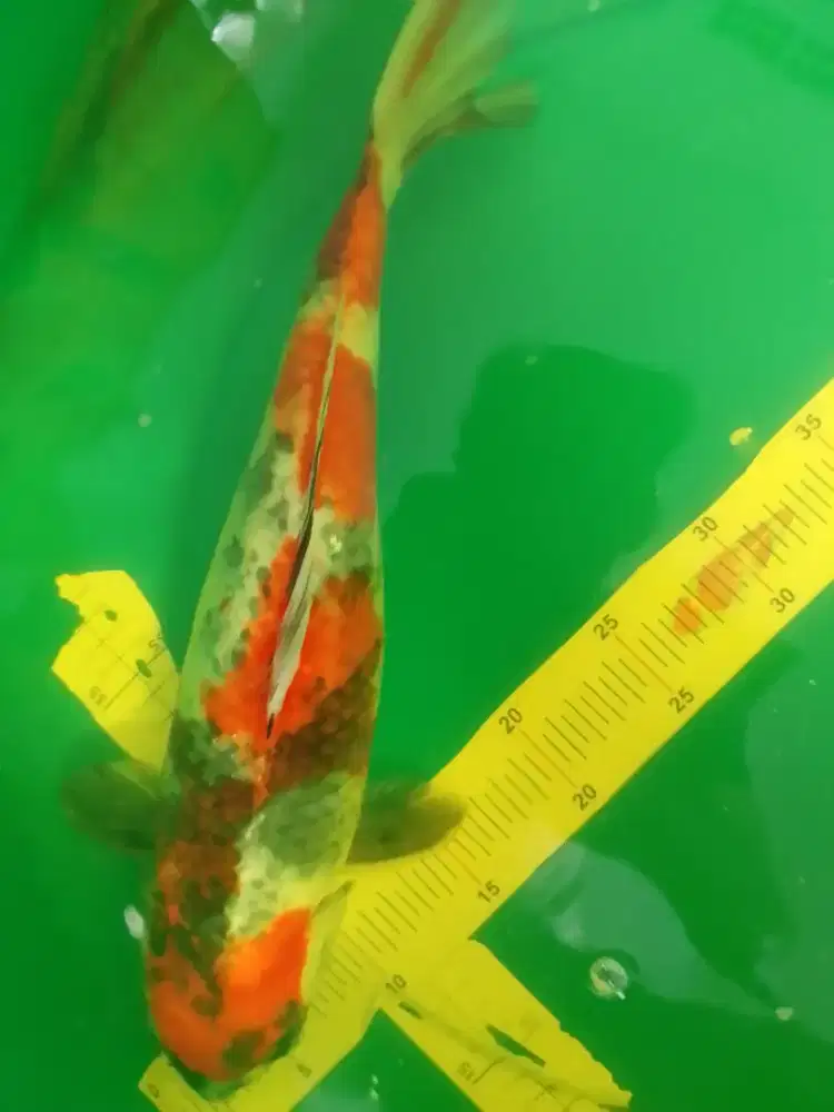 Ikan koi jenis Kage Showa 42cm antik