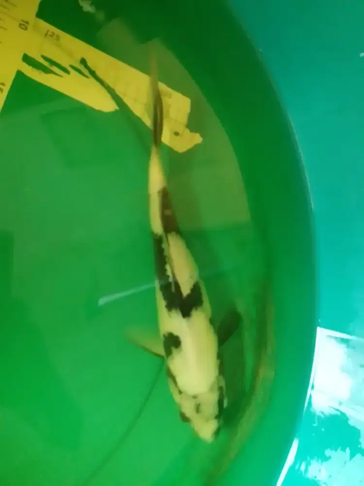 Ikan koi jenis Shiro 28cm bagus