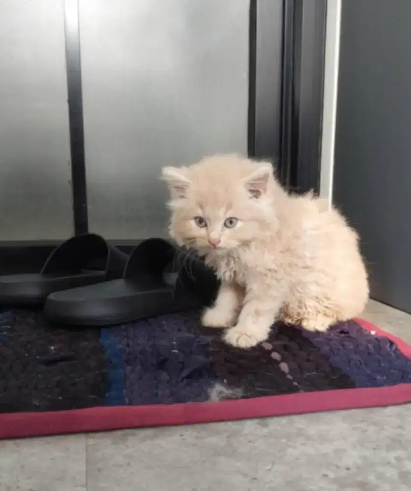 Lepas Adop Kucing Persia