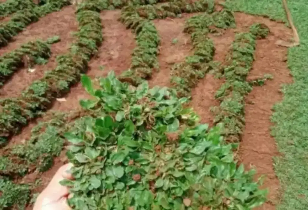 Jual rumput gajah mini hijau harga per meter