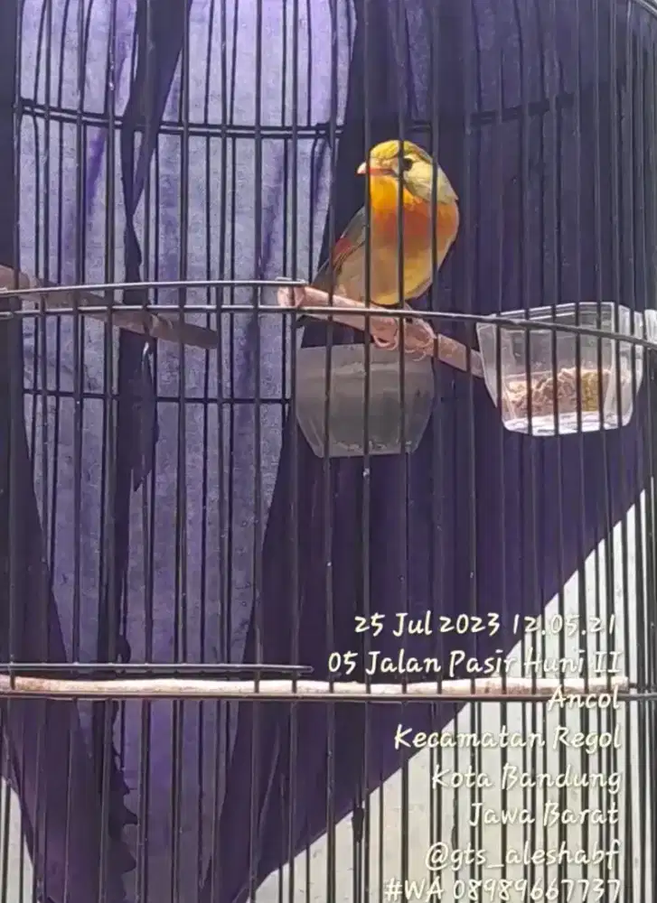 BURUNG PEKIN ROBIN JANTAN GACOR BODY BIG MULUS SEHAT TERAWAT