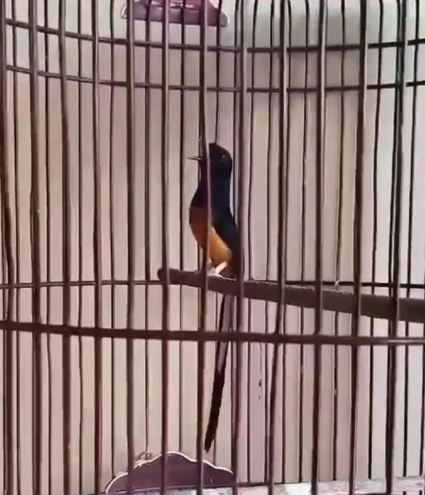 murai batu BAHOROK LAWAS ORI HUTAN MAPAN