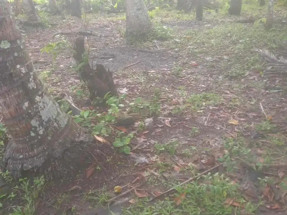 Dijual Tanah Pekarangan di Panjatan Wates