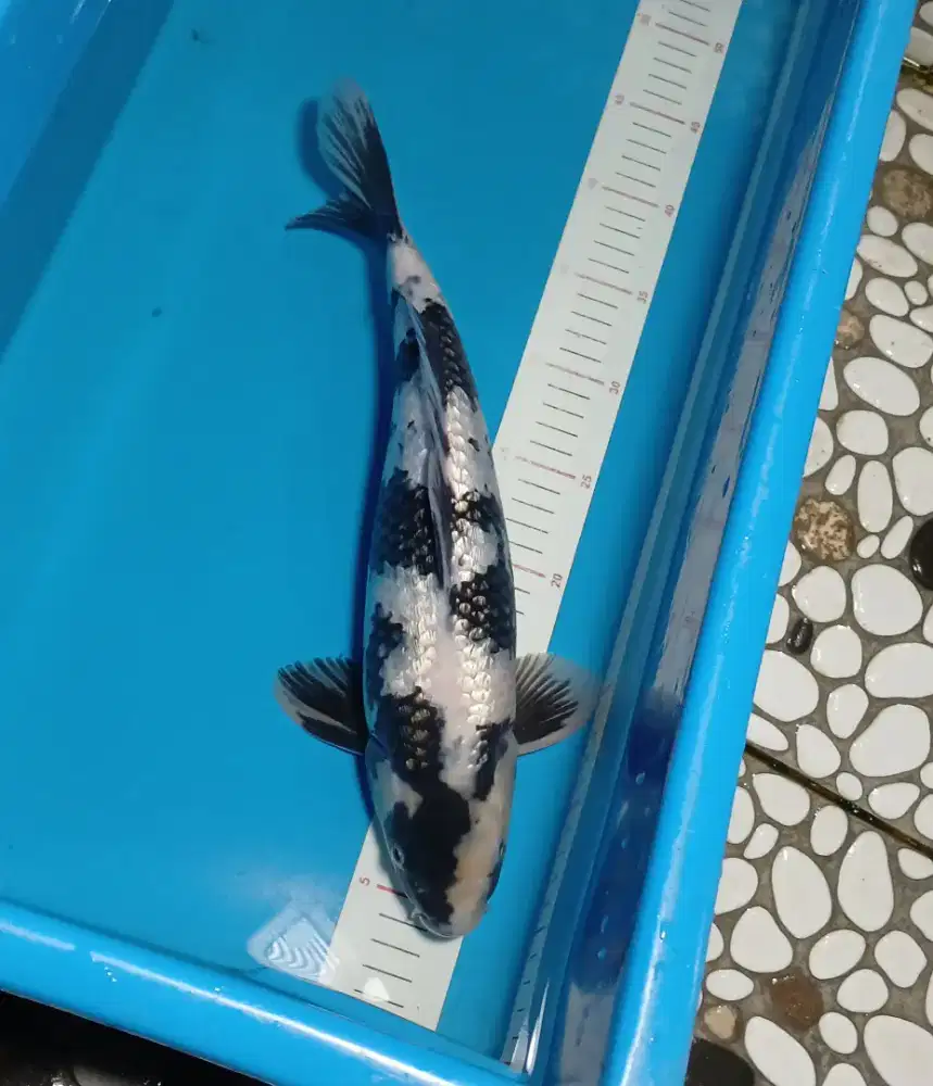 Koi siro Ginrin SQ 36cm