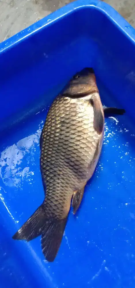 TOMBRO JUMBO KONSUMSI MASIH HIDUP