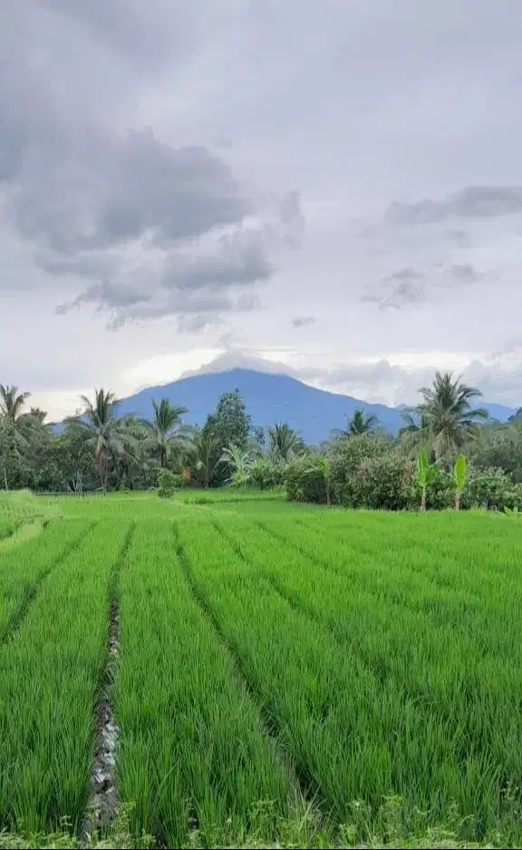 Dijual Cepat Sawah Produktif Tanpa Perantara !!!