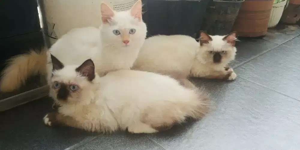 Tiga anak kucing anggora br 9 bulan @ Rp 1.000.000,-