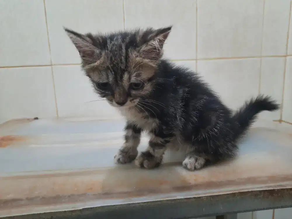 Kucing mix Exo-Persia