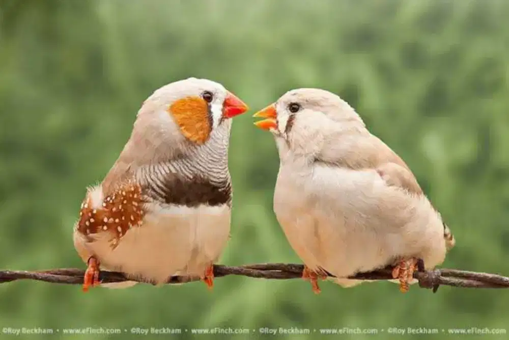 Zebra Finch jodoan standar dan mutasi