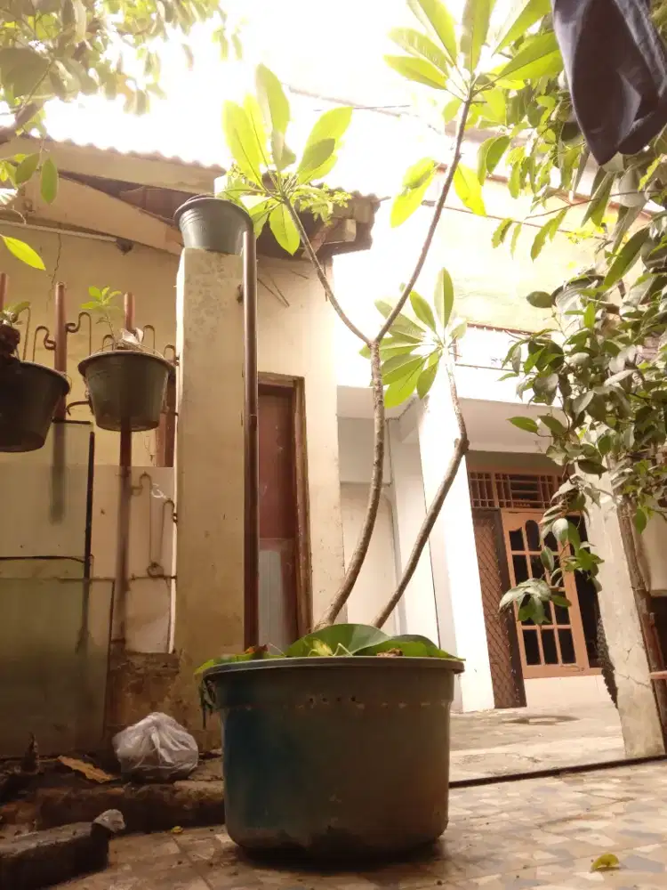 Kamboja Bali Bunga Original