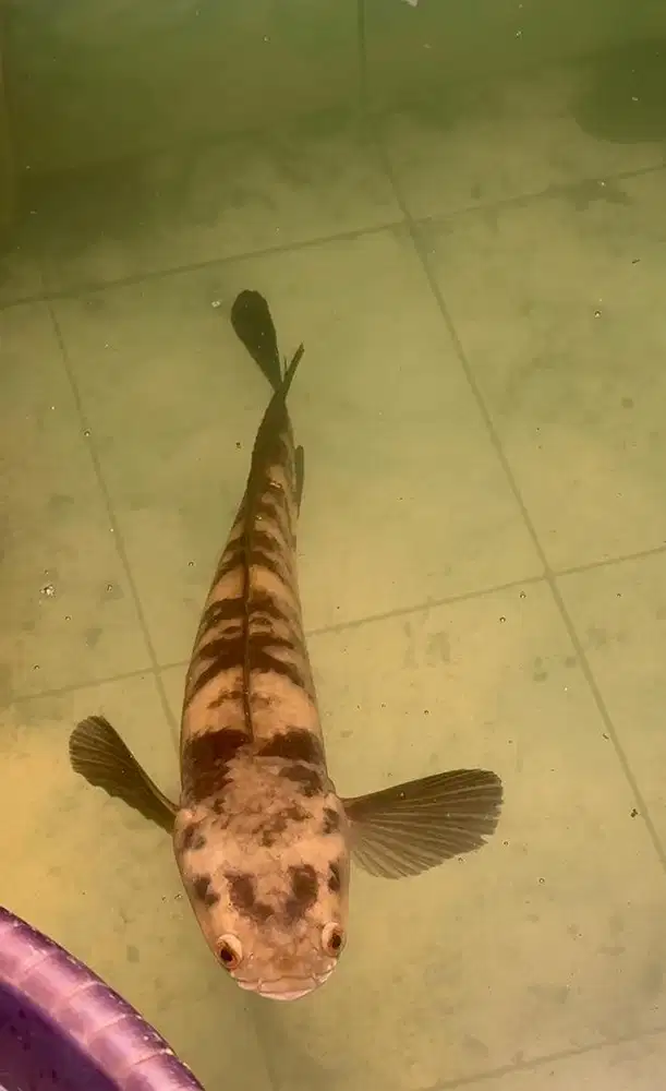 Ikan Chana maru yellow sentarum