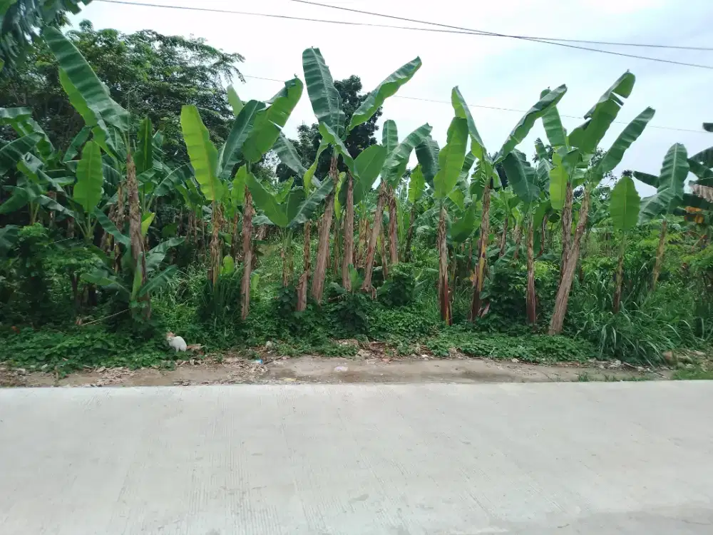 DI JUAL TANAH BAGUS DI MEDAN JOHOR