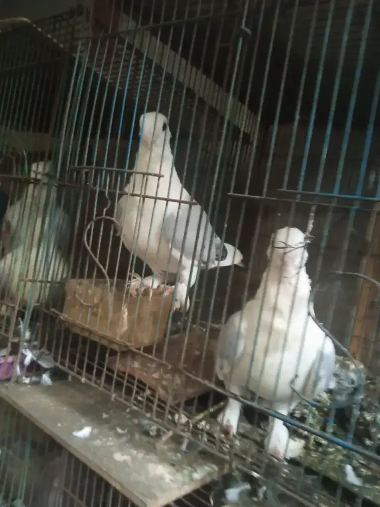 Merpati hias cof santinet,bluenet dan silvernet