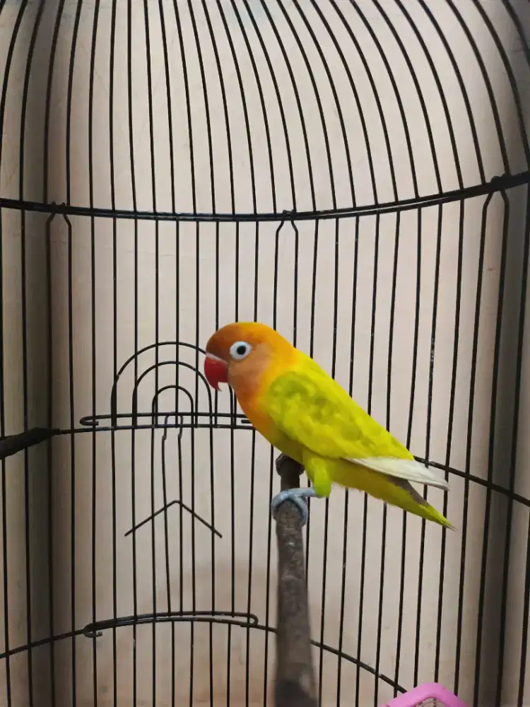 Lovebird Paskun Kotor Jantan