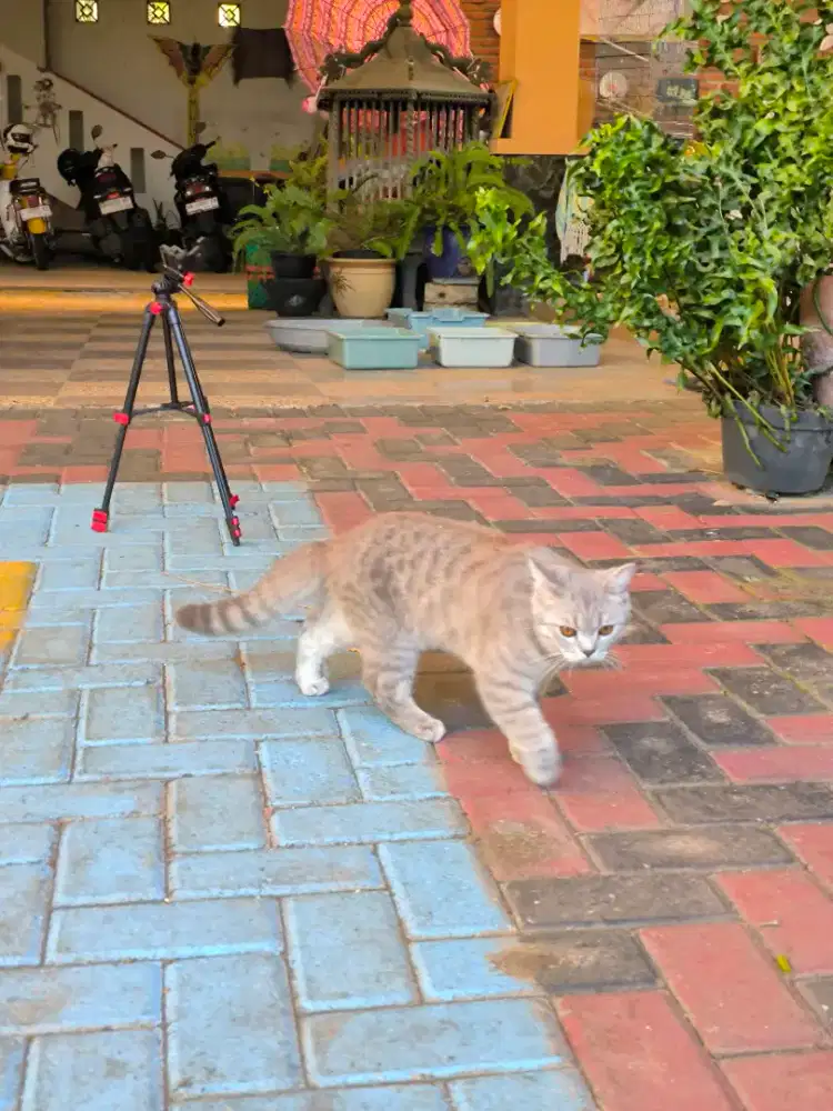 Scottish Straight Male Non Ped