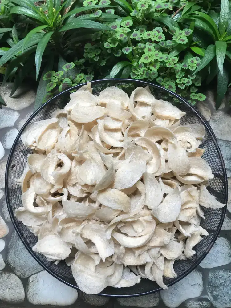 Sarang Burung Walet Borongan