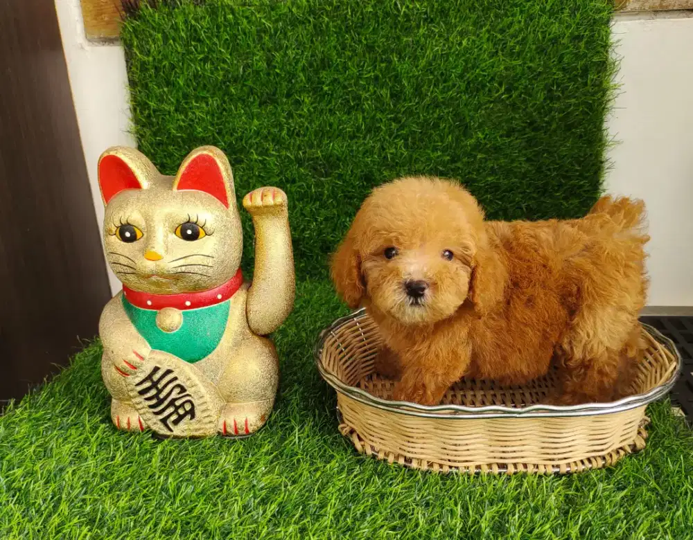 Teacup Female poodle