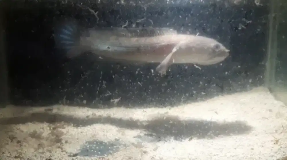 Ikan channa stewarti