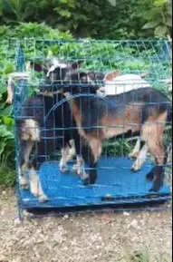 paketan 3 ekor kambing mini 3-4 bulan 1 jantan 2 betina pygmi F1 unik