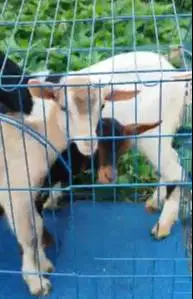 paketan 3 ekor kambing mini 3-4 bulan 1 jantan 2 betina pygmi F1 unik