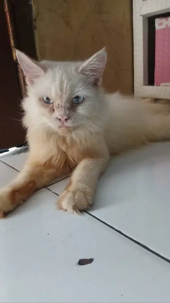 Kucing Anggora Jantan