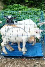 3 ekor kambing mini pygmi F1 3-4 bulan paket murmer 1 jantan 2 betina