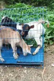 paketan 3 ekor anakan kambing mini 3-4 bln 1 jantan 2 betina pygmi F1