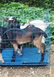 3 ekor anakan kambing mini pygmi F1 3-4 bln 1 jantan 2 betina kerdil