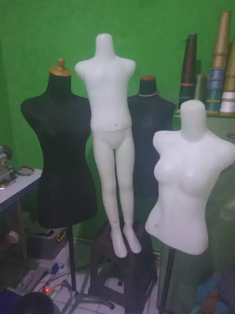 Manakin tusuk ,dewasa, remaja dan anak tanggung