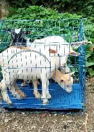 paketan 3 ekor kambing mini pygmi 3-4 bln 1 jantan 2 betina exotik top