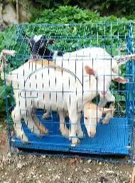 3 ekor anakan kambing mini pygmi 3-4 bln 1 jantan 2 betina exotik unik