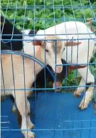 paketan 3 ekor anakan kambing mini pygmi F1 3-4 bln 1 jantan 2 betina