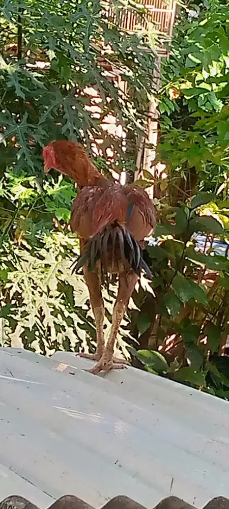 Jual ayam Bangkok pakoy