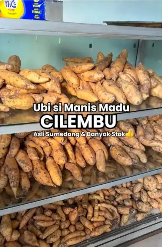 Penjaga ubi cilembu