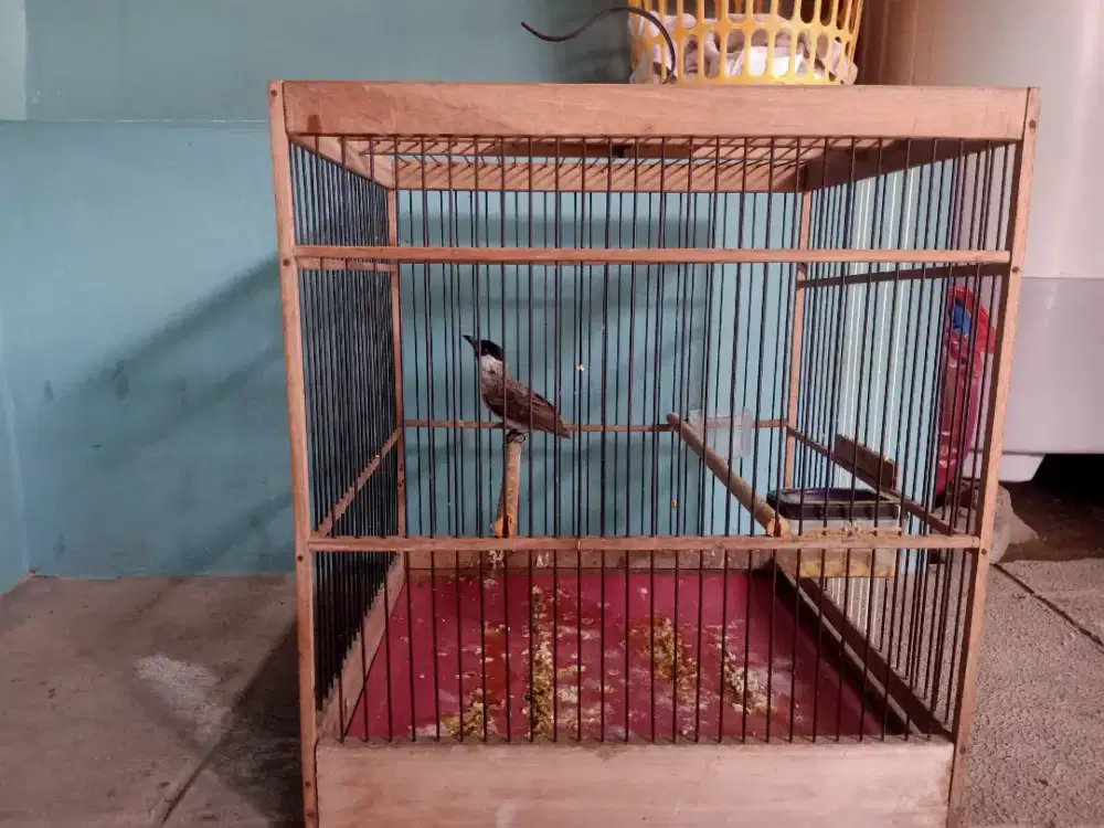 Burung kutilang jawa