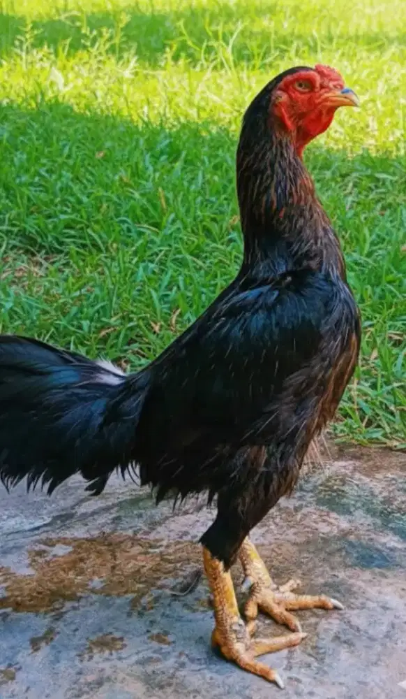 Ayam Bangkok indukan Biang Betina ( Siap Cetak Super Jalu )