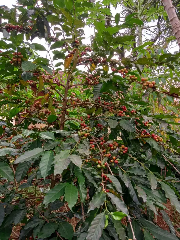Jual kopi green bean asalan, petik merah, kopi kebutuhan kedai
